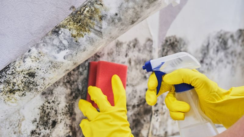 Black Mold Remediation in West Palm Beach, FL