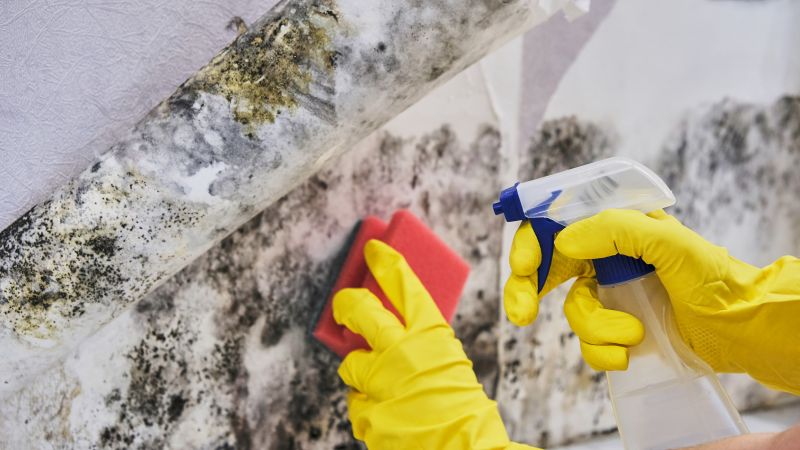 Ceiling Mold Removal in Essex County, NJ
