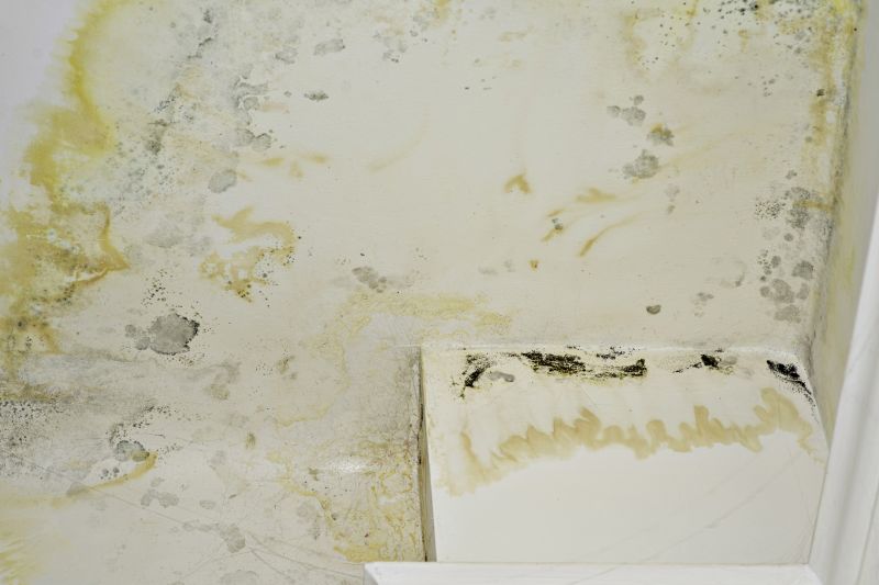 Mold Mitigation Service in Boca Raton, FL
