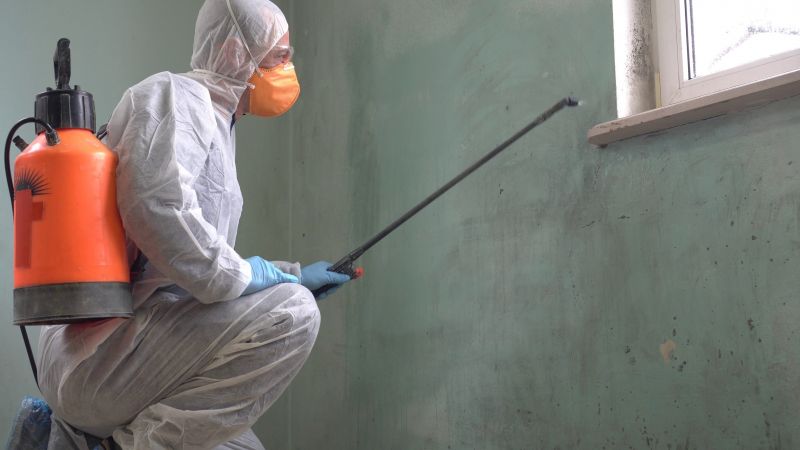 Removing Mold from Surfaces