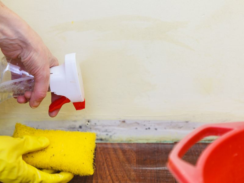 Mold Treatment Service in Essex County, NJ