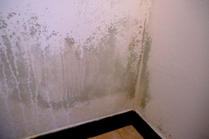 White Mold Mitigation in Frisco, TX